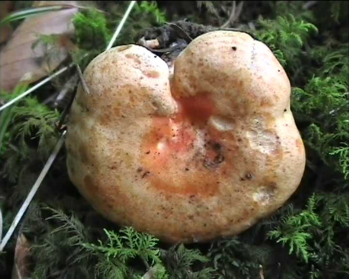 Lactarius salmonicolor  18.6.2004